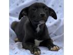 Adopt Thyme a Mixed Breed