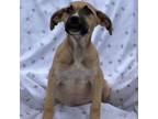 Adopt Cardamom a Mixed Breed