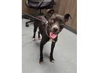 Adopt JOY a Pit Bull Terrier, Mixed Breed
