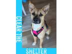 Adopt Harvest - Forget Me Not Promo - Foster to Adopt a Terrier, Shepherd