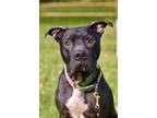 Adopt Valentina a Pit Bull Terrier