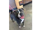 Adopt Zelda a Pug, Pit Bull Terrier