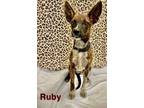 Adopt RUBY a Australian Cattle Dog / Blue Heeler