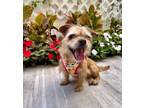 Adopt SNOOKIE a Yorkshire Terrier