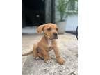 Adopt DARY a Labrador Retriever