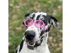 Adopt VENUS a Great Dane