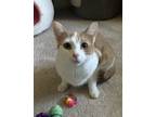 Adopt Tiara a Tabby, Domestic Short Hair