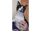 Adopt Blossom a Domestic Short Hair