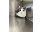 Adopt Lilly a Domestic Short Hair