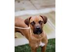 Adopt Missy a Dogue de Bordeaux, Pit Bull Terrier