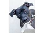 Adopt Daffodil a Mixed Breed