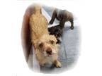 Adopt Toto, I wanna go home!! a Norfolk Terrier