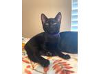 Adopt Anatsui a Domestic Short Hair