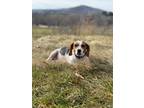 Adopt Willa a Beagle, Mixed Breed