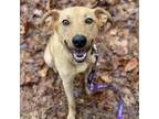 Adopt Valley Girl a Mixed Breed