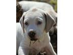 Adopt Female puppy a Labrador Retriever, Beagle