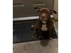 Adopt Dumped Momma to puppies a American Staffordshire Terrier