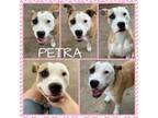Adopt Petra a Pit Bull Terrier