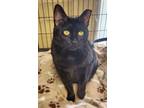 Adopt Joy a Domestic Short Hair