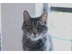 Adopt Baby G a Tabby, Domestic Short Hair