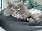 Adopt Karmen a Domestic Long Hair