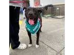 Adopt Cocoa a Black Labrador Retriever, Shepherd