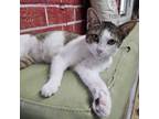 Adopt Lucrezia a Domestic Short Hair