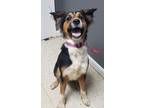 Adopt Rosie a Border Collie