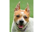 Adopt Zeddie a Pit Bull Terrier, Mixed Breed