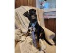 Adopt Beverly a Mixed Breed