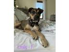 Adopt Emily a Mixed Breed