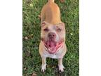 Adopt Moon a Pit Bull Terrier