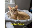 Adopt Outlaw Oakley a Domestic Short Hair