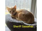 Adopt Sheriff Sassafras a Domestic Short Hair
