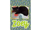 Adopt Zoey a American Shorthair