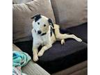 Adopt Gracie a Border Collie, Mixed Breed