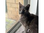 Adopt Rose a Domestic Short Hair