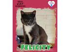 Adopt K23345/Felicity a Domestic Short Hair