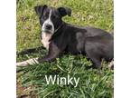 Adopt WINKY a Labrador Retriever
