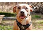 Adopt Zena a American Staffordshire Terrier