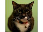 Adopt Nyx a Domestic Short Hair