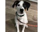 Adopt Jupiter a Hound, Mixed Breed