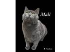 Adopt Mali a Domestic Short Hair