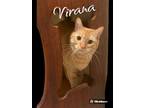 Adopt Virana a Tabby