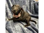 Adopt Dove a Pit Bull Terrier