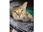 Adopt Della a Torbie