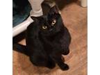 Adopt Missy a Domestic Short Hair