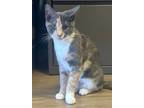 Adopt Stacey a Calico