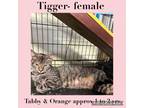 Adopt Tigger a Domestic Short Hair