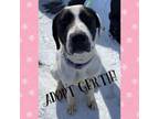 Adopt Gertie a Pointer